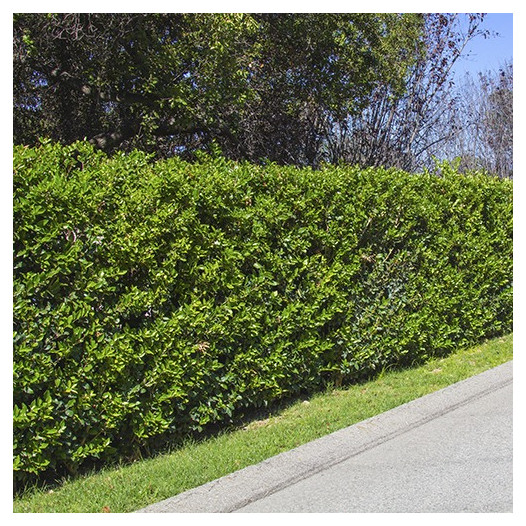 Waxleaf Privet (On Stake)  - Ligustrum japonica Texanum