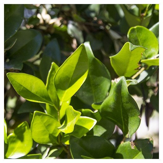 Waxleaf Privet (On Stake)  - Ligustrum japonica Texanum