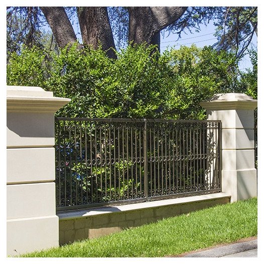 Waxleaf Privet (On Stake) - Ligustrum japonica Texanum