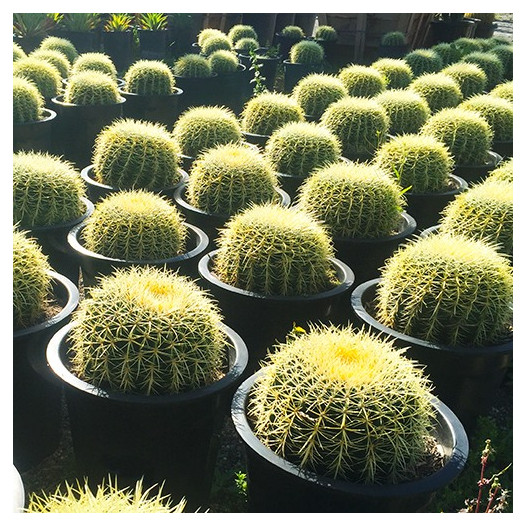 Golden Barrel Cactus  - Echinocactus grusonii