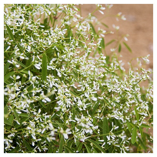 Diamond Frost Spurge  - Euphorbia hypericifolia 'Diamond Frost'