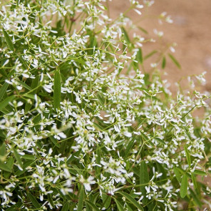 Diamond Frost Spurge - Euphorbia hypericifolia 'Diamond Frost'