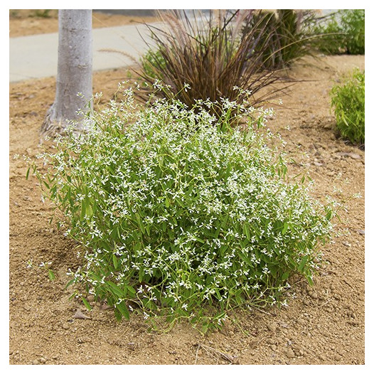 Diamond Frost Spurge  - Euphorbia hypericifolia 'Diamond Frost'