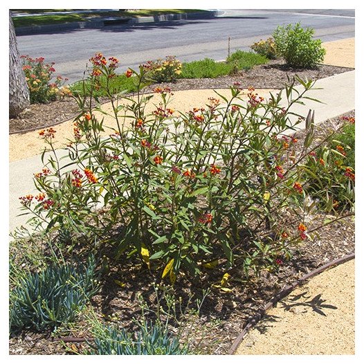 Tropical Milkweed  - Asclepias curassavica