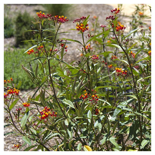 Tropical Milkweed  - Asclepias curassavica