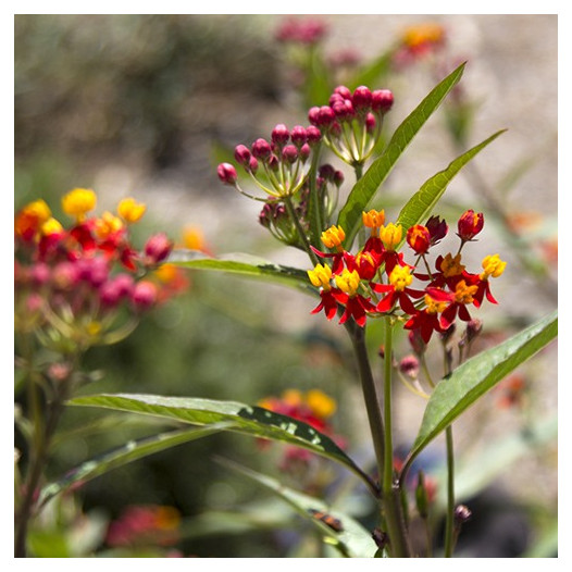 Tropical Milkweed  - Asclepias curassavica