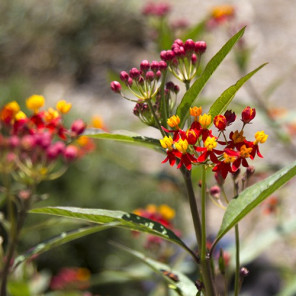 Tropical Milkweed - Asclepias curassavica