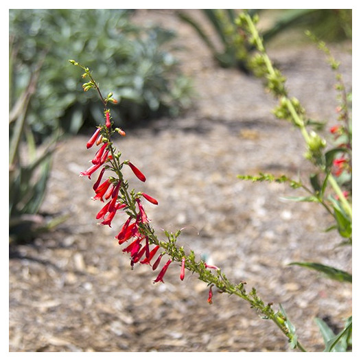 Firecracker Penstemon  - Penstemon eatonii