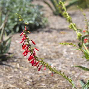 Firecracker Penstemon - Penstemon eatonii