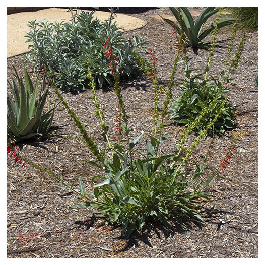 Firecracker Penstemon  - Penstemon eatonii