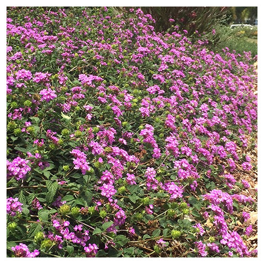 Purple Trailing Lantana  - Lantana montevidensis