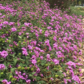 Purple Trailing Lantana - Lantana montevidensis