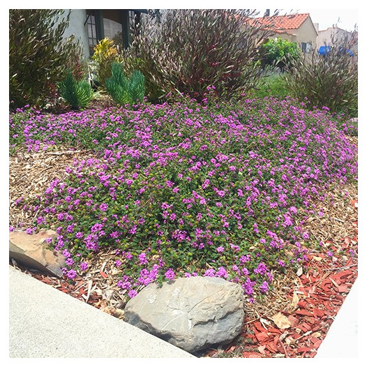 Purple Trailing Lantana  - Lantana montevidensis