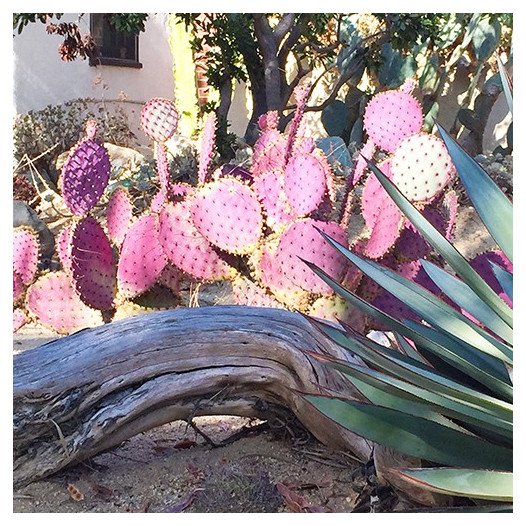 Santa Rita Purple Prickly Pear  - Opuntia 'Santa Rita'