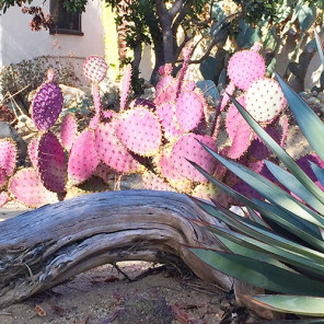 Santa Rita Purple Prickly Pear - Opuntia 'Santa Rita'