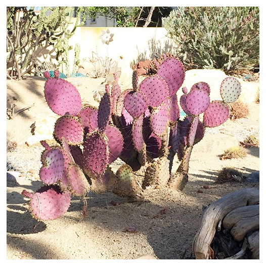 Santa Rita Purple Prickly Pear  - Opuntia 'Santa Rita'