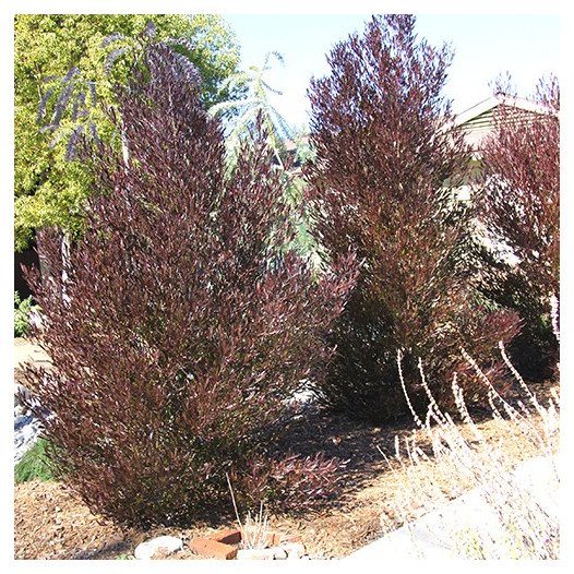 Purple Hopseed Bush - Dodonaea Viscosa Purpurea