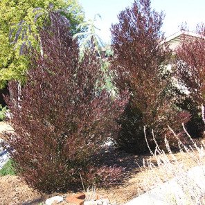 Purple Hopseed Bush - Dodonaea Viscosa Purpurea