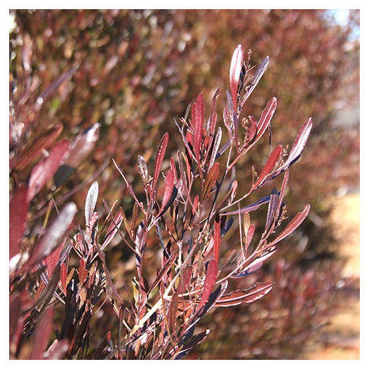 Purple Hopseed Bush - Dodonaea Viscosa Purpurea