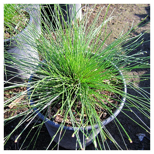 Fiber Optics Grass  - Isolepis cernua