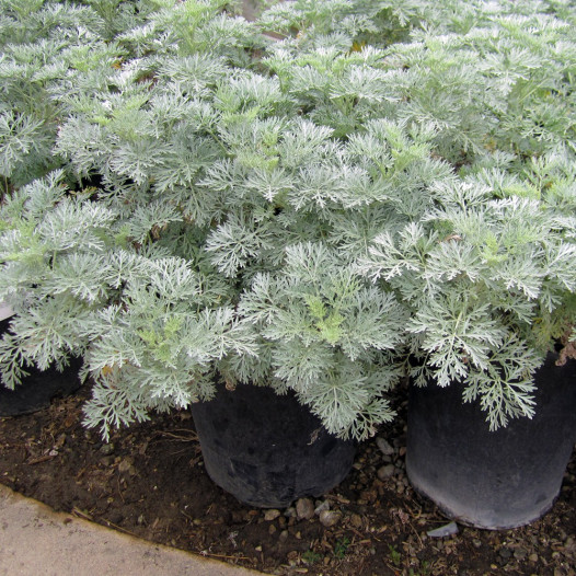 Wormwood  - Artemesia Powis Castle