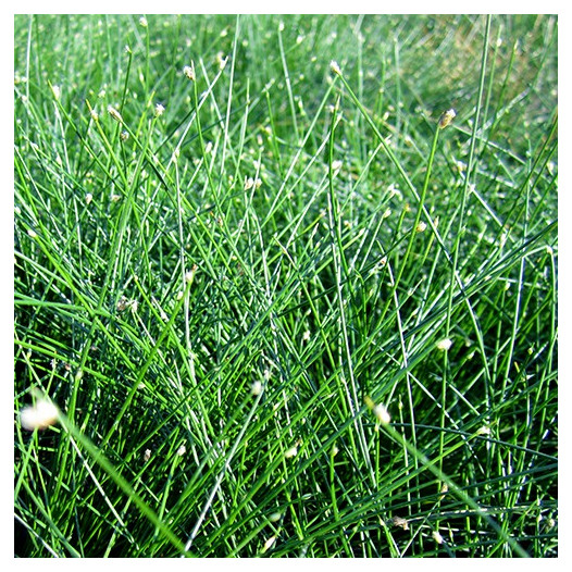 Fiber Optics Grass  - Isolepis cernua