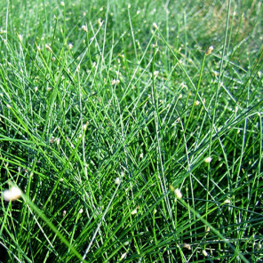 Fiber Optics Grass - Isolepis cernua