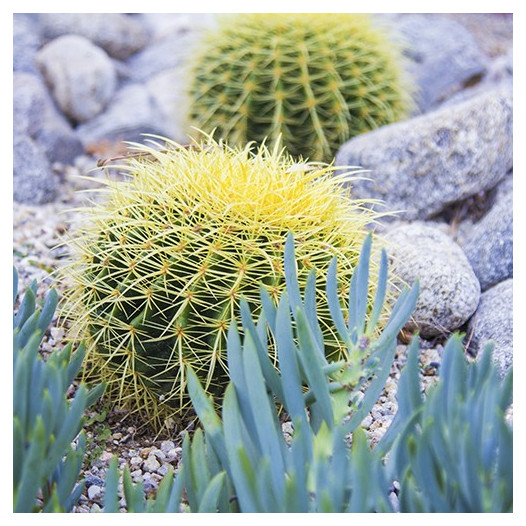 Golden Barrel Cactus  - Echinocactus grusonii
