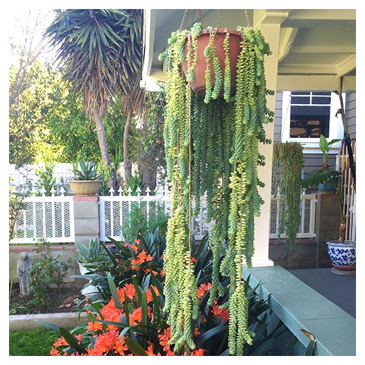 Burrito Sedum (Donkey Tail Plant)(Stonecrop)  - Sedum morganianum Burrito