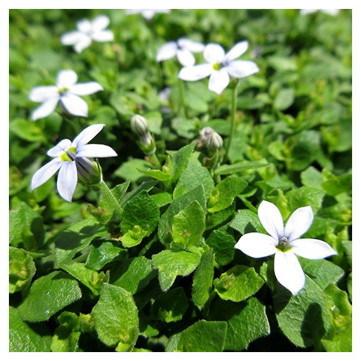 Blue Star Creeper  - Isotoma fluviatilis