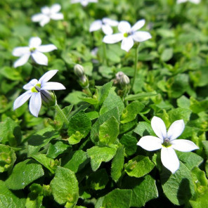 Blue Star Creeper - Isotoma fluviatilis