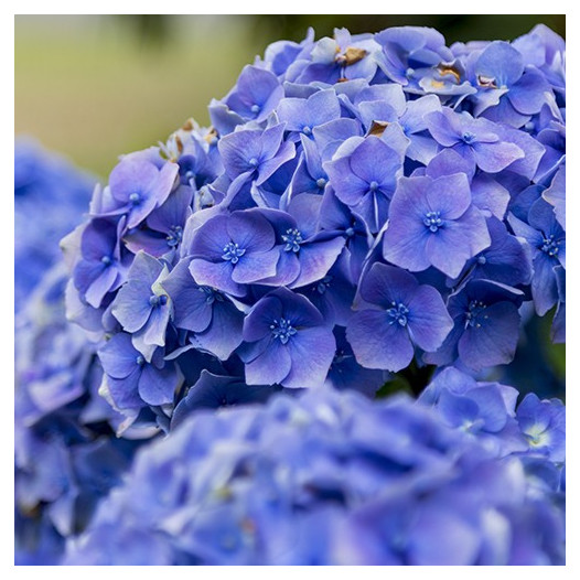 Bigleaf Hydrangea (Blue)  - Hydrangea Macrophylla