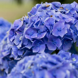 Bigleaf Hydrangea (Blue) - Hydrangea Macrophylla