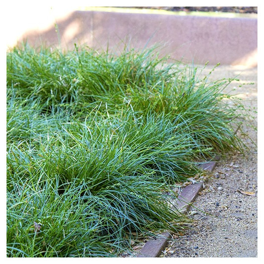 Berkeley Sedge  - Carex divulsa