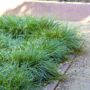 Berkeley Sedge - Carex divulsa