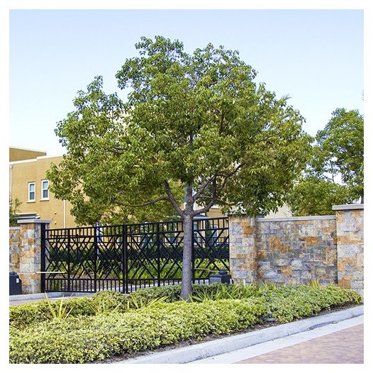 Camphor Tree - Cinnamomum camphora - Single Trunk