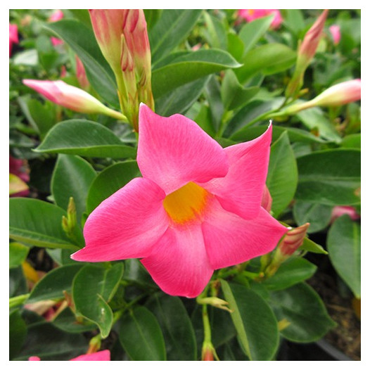 Pink Mandevillea  - Dipladenia sp.