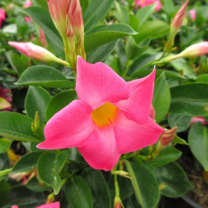 Pink Mandevillea - Dipladenia sp.