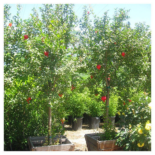 Fruiting Pomegranite  - Punica granatum 'Wonderful'