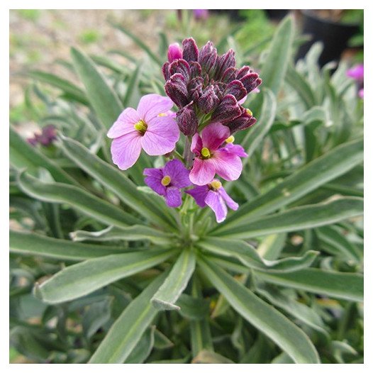 Wallflower  - Erysimum 'Bowles's Mauve'