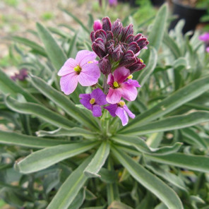 Wallflower - Erysimum 'Bowles's Mauve'