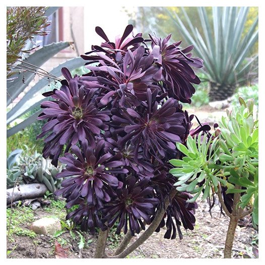 Black Rose Aeonium  - Aeonium arboreum 'Zwartkop'