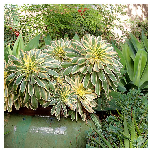 Aeonium 'Sunburst'  - Copper Pinwheel