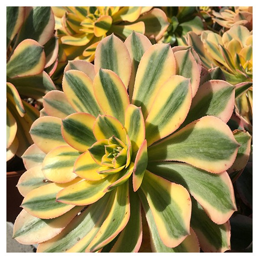 Aeonium 'Sunburst' - Copper Pinwheel
