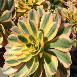 Aeonium 'Sunburst' - Copper Pinwheel