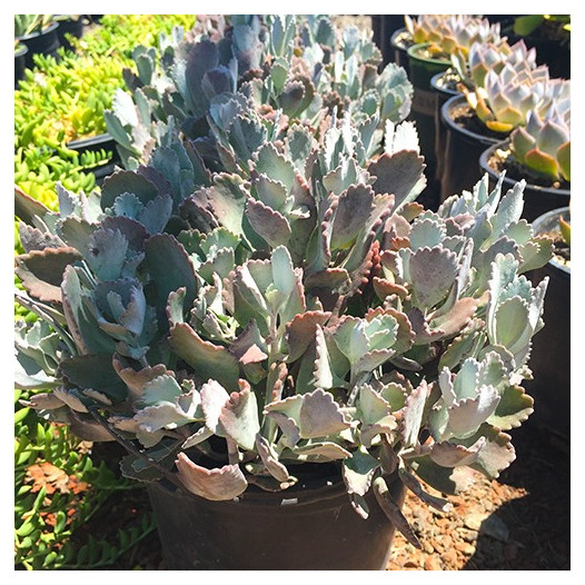 Flower Dust Plant  - Kalanchoe pumila