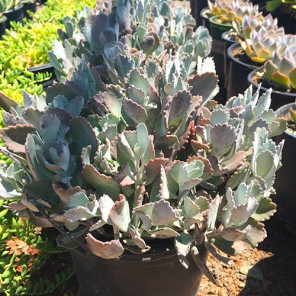 Flower Dust Plant - Kalanchoe pumila