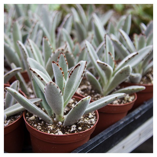 Panda Plant  - Kalanchoe tomentosa