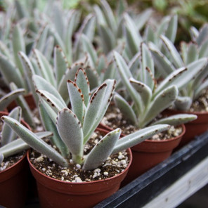 Panda Plant - Kalanchoe tomentosa