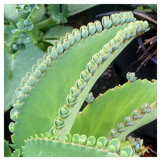 Mother of Thousands  - Kalanchoe daigremontiana